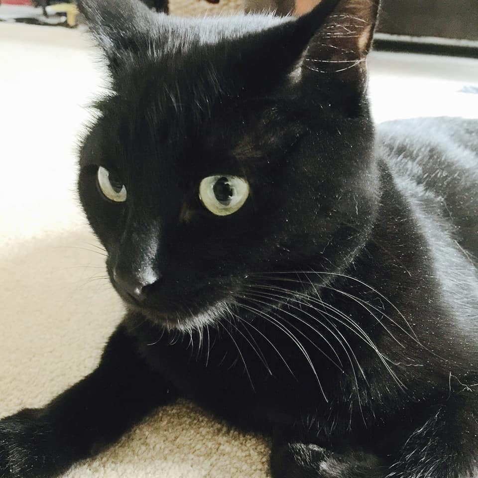 Lost Cat (Spokane, Washington) Snape
