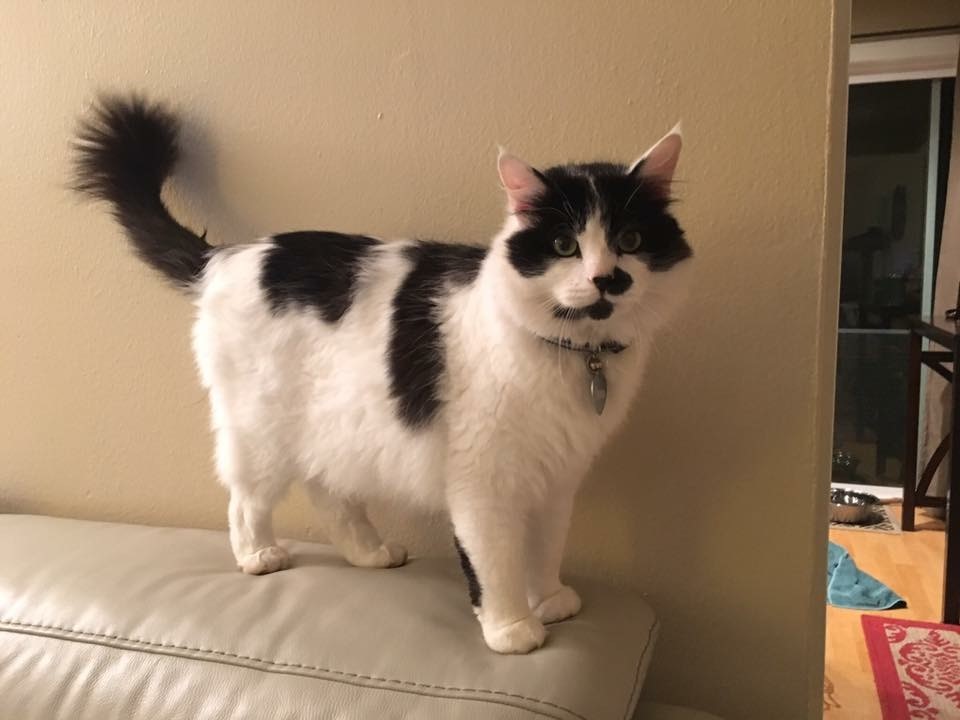 Lost Cat (Spokane, Washington) Charlie