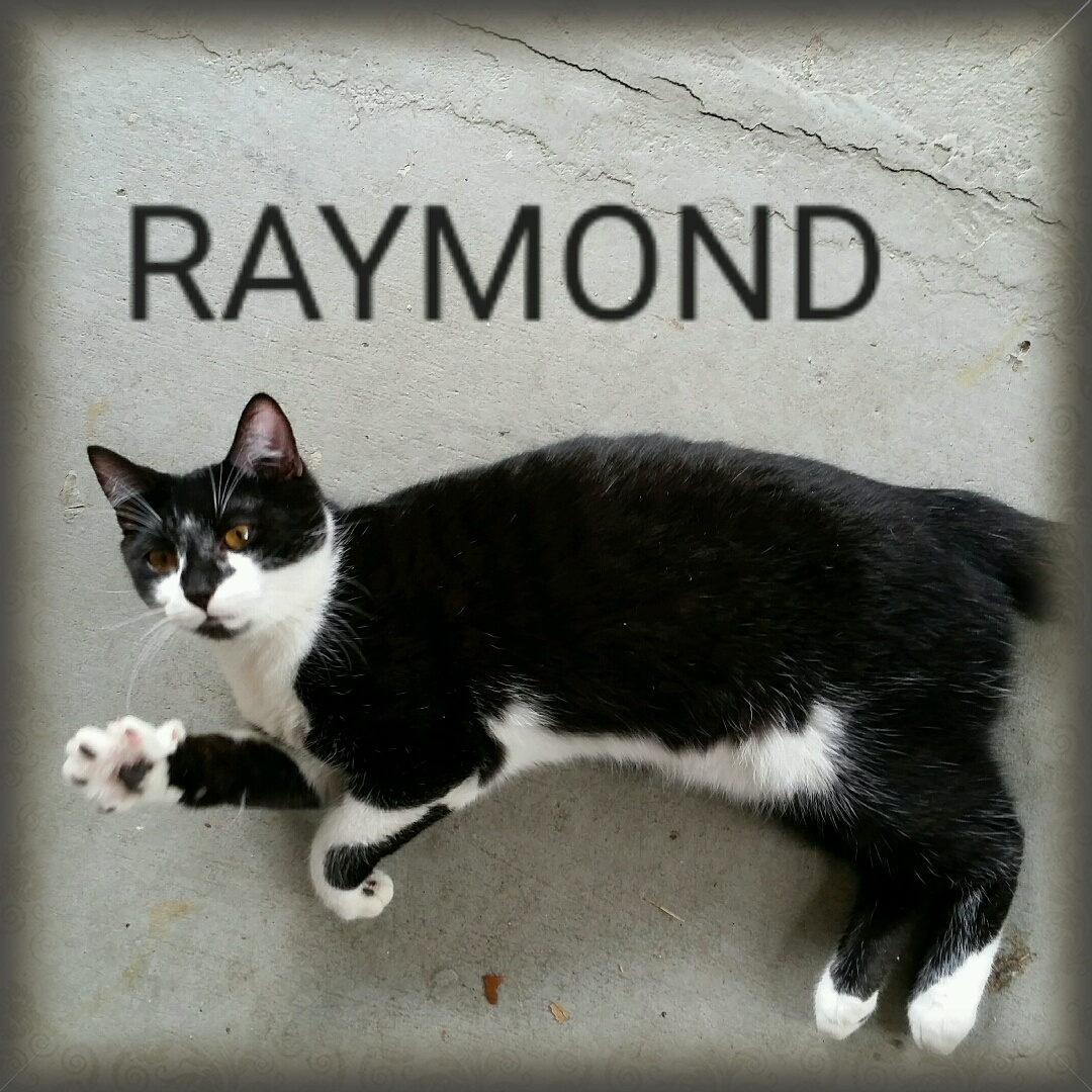 Lost Cat (Port Charlotte, Florida) Ray Ray