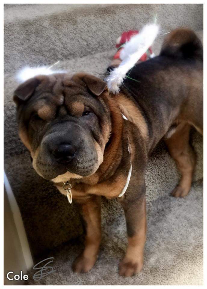 Lost Dog (Mountlake Terrace, Washington) Cole