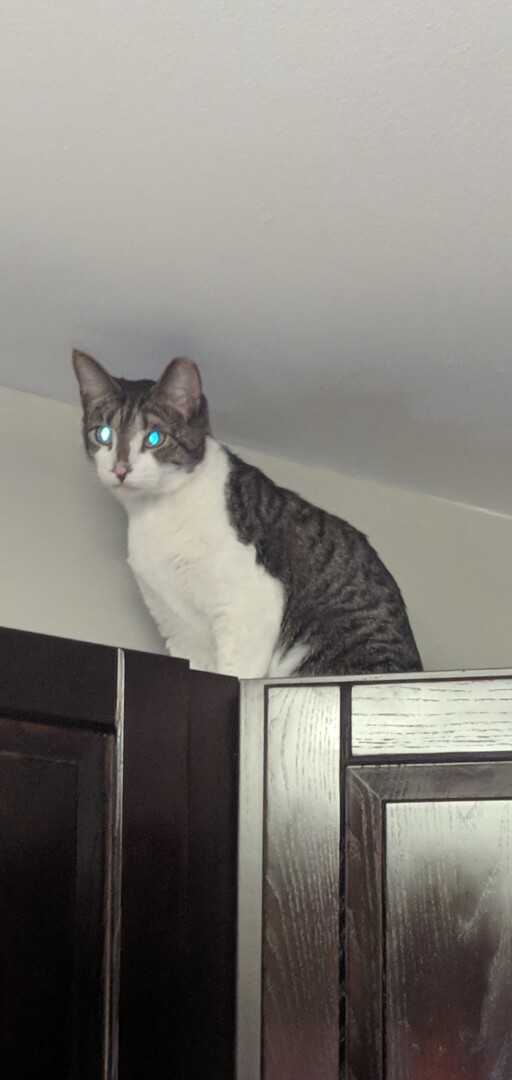 Lost Cat (Baton Rouge, Louisiana) Dobby