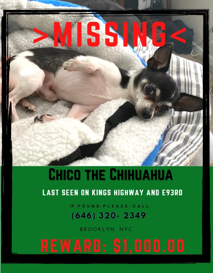 lost-dog-brooklyn-new-york-chico