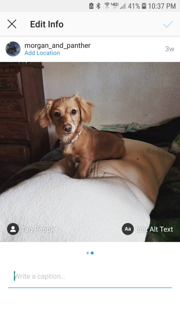 Lost Dog (Mt. Juliet, Tennessee) Buddy