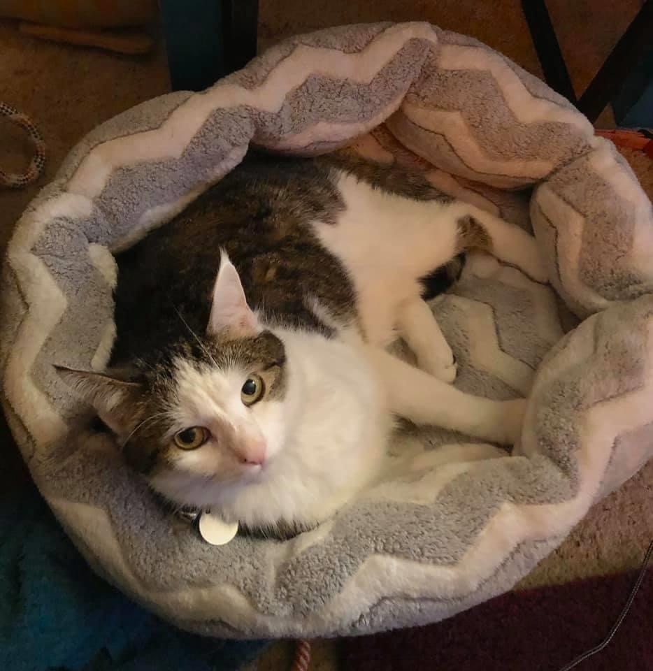 Lost Cat (Dayton, Ohio) Linus