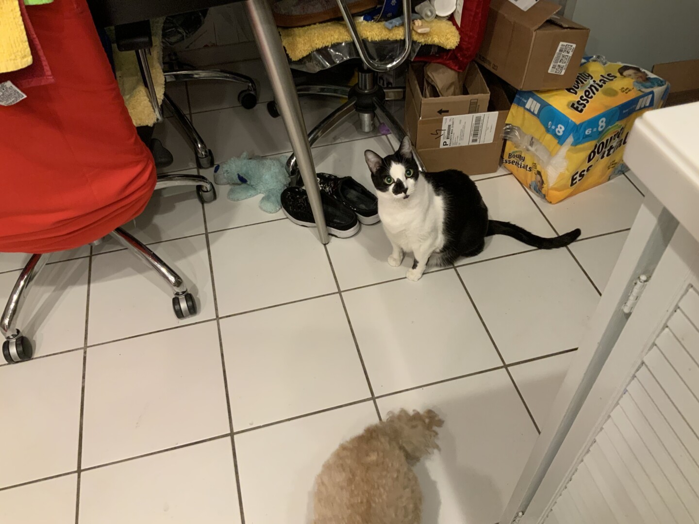 Lost Cat (Columbus, Ohio) Manning