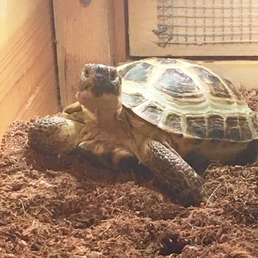 Lost Reptile (Eugene, Oregon) - Shelly