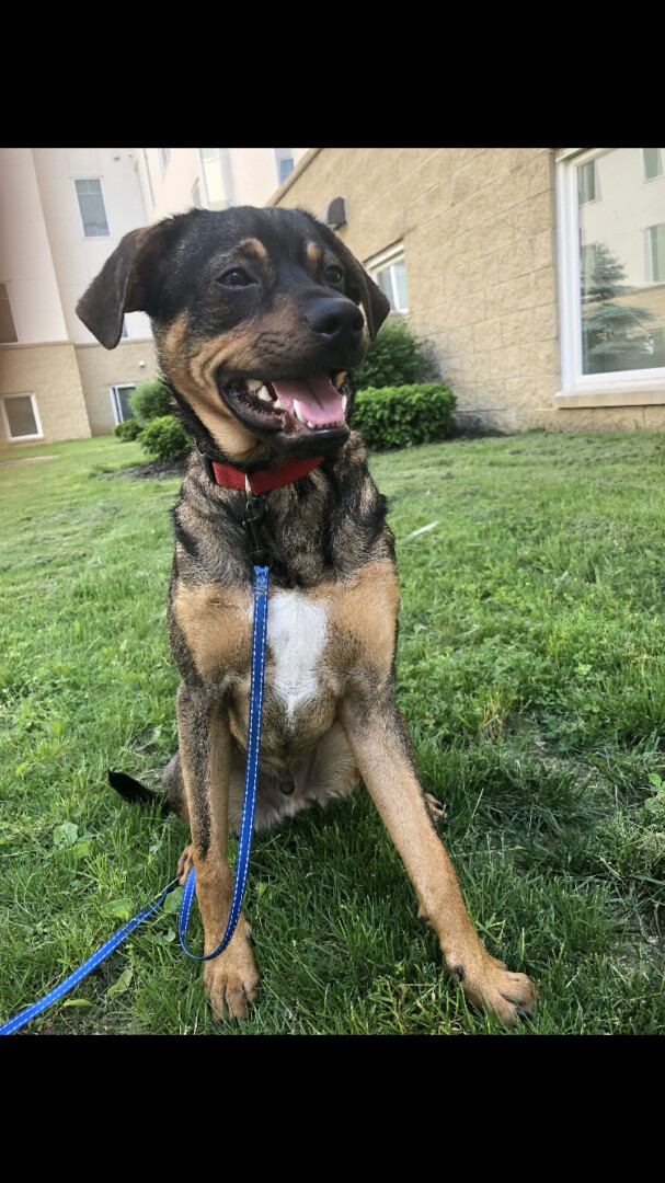 Lost Dog (Akron, Ohio) Lucki