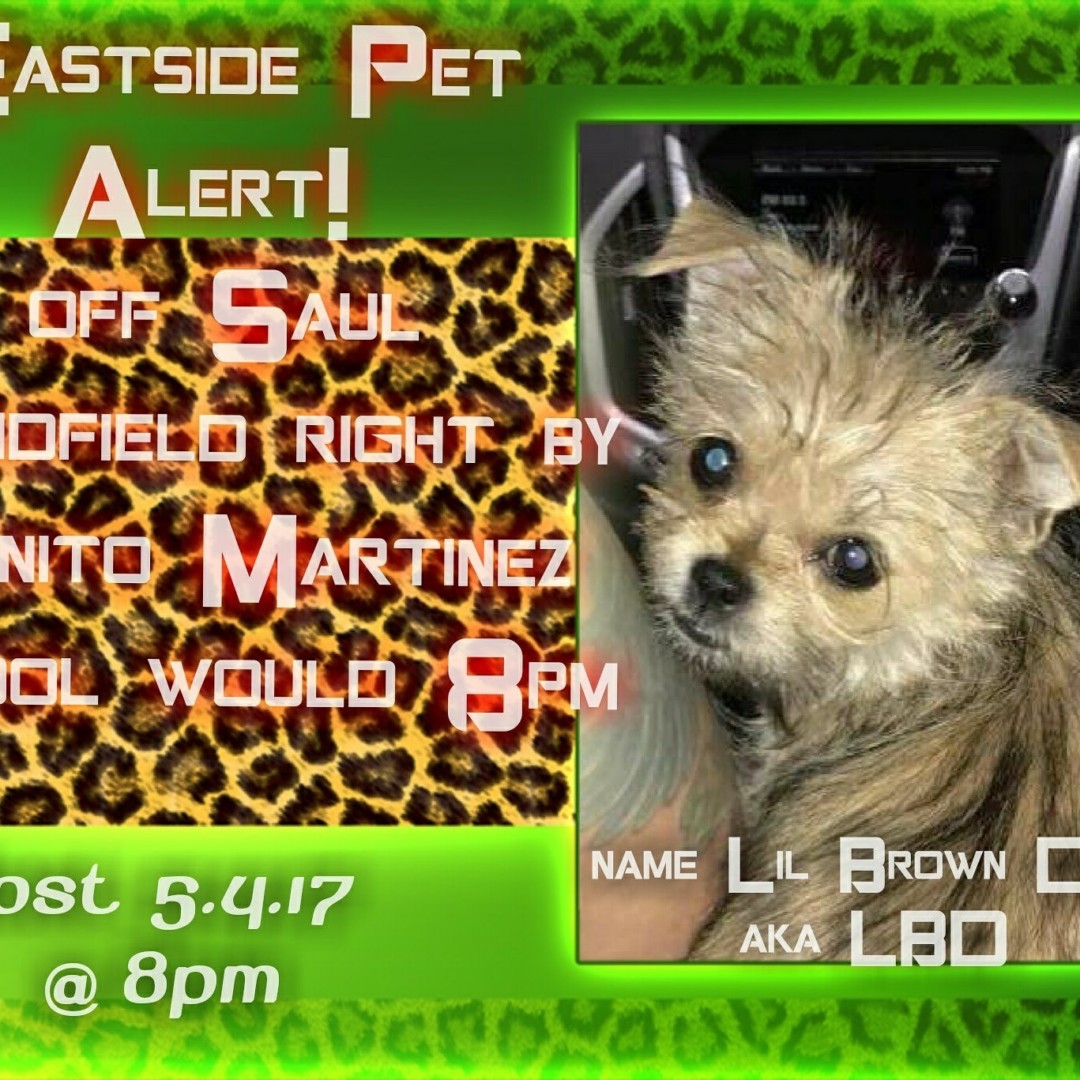 Lost Dog (El Paso, Texas) Lbd