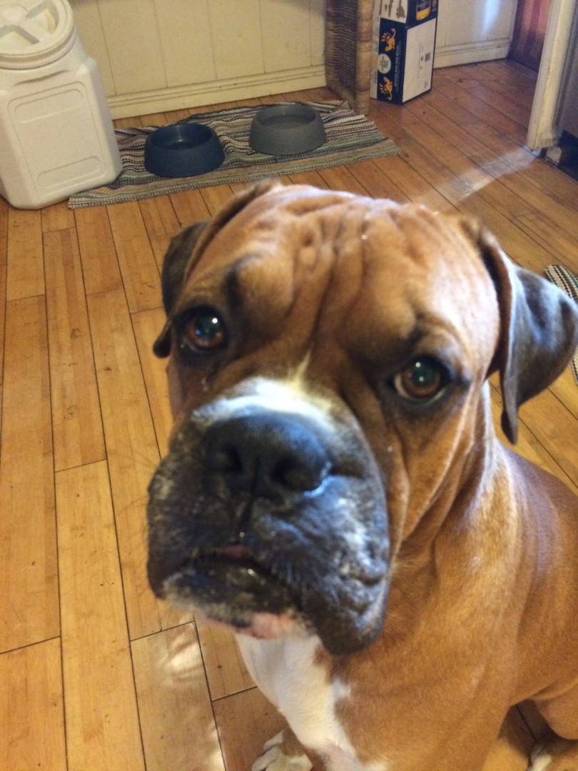 Lost Dog (KailuaKona, Hawaii) Louie