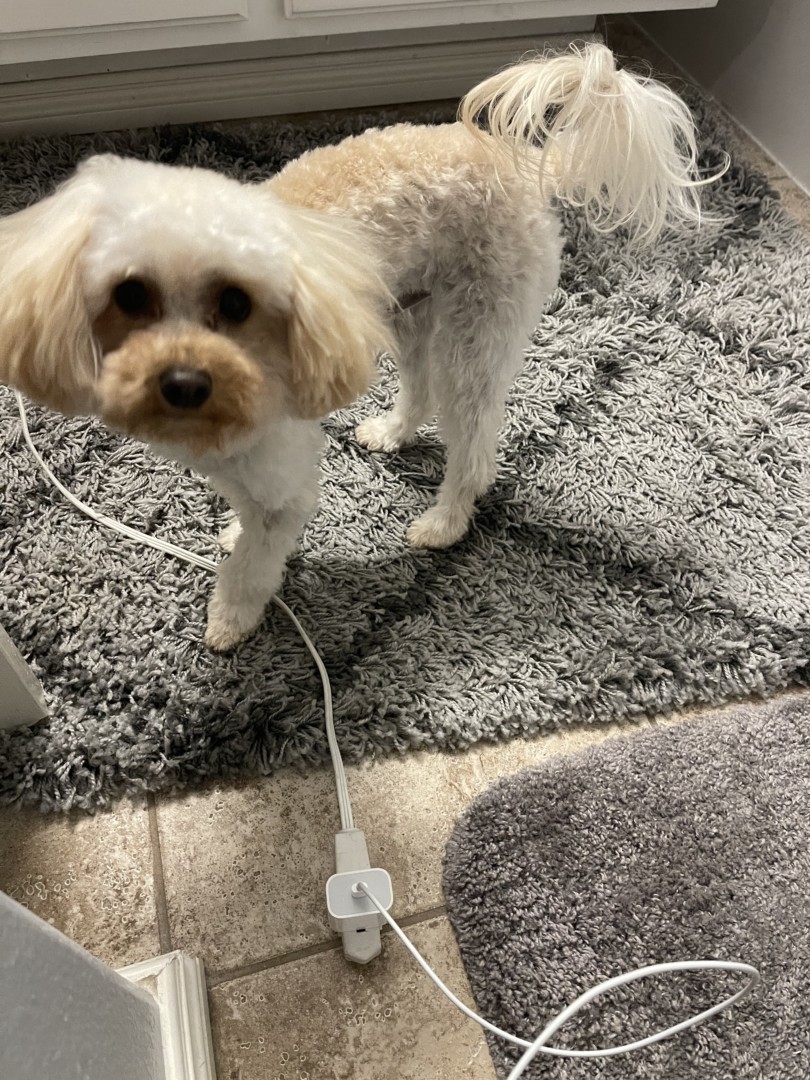 Lost Dog (Rancho Cucamonga, California) Puppy