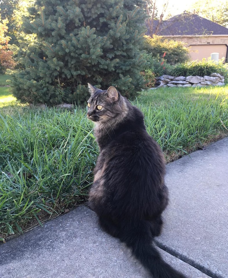 Lost Cat (Springfield, Missouri) Gizmo