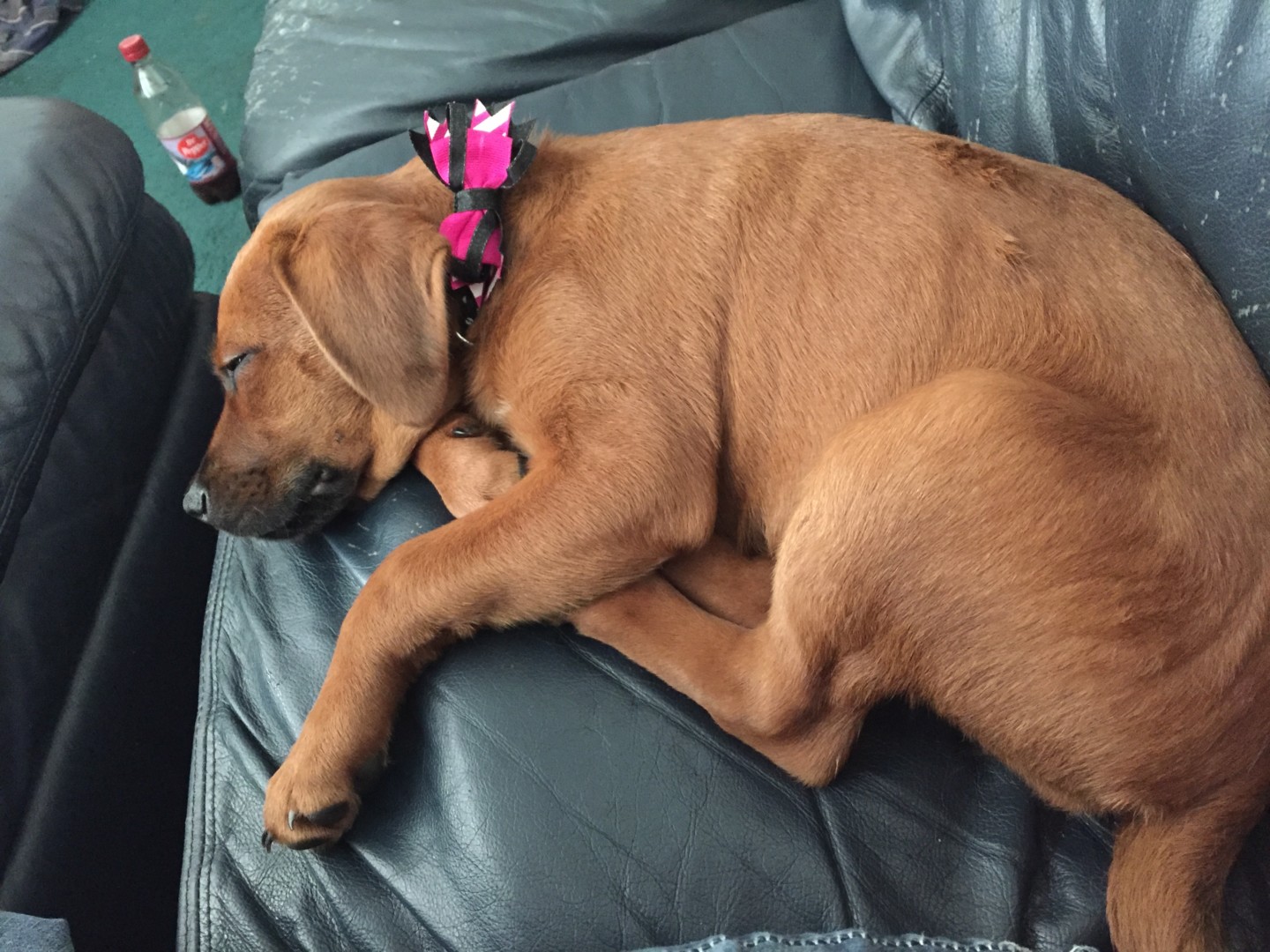 Lost Dog (Amory, Mississippi) Bella