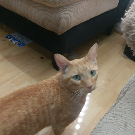 Lost Cat (Stockton, California) Orange Peel