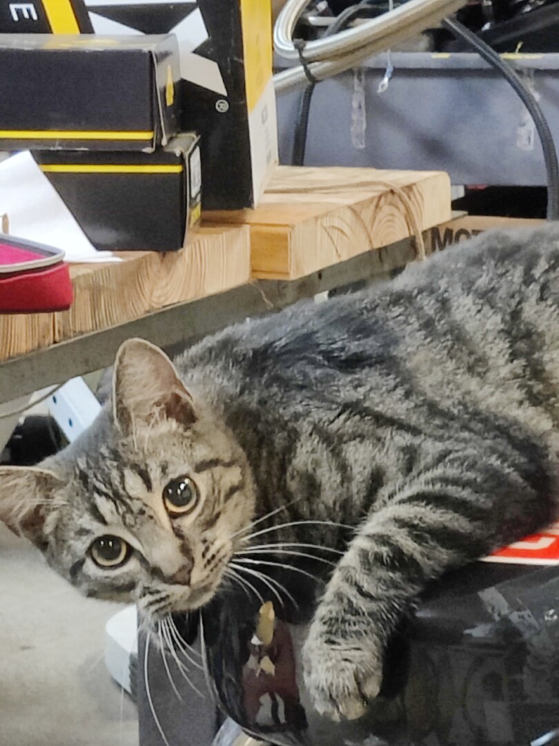 Lost Cat (Simpsonville, South Carolina) Boog