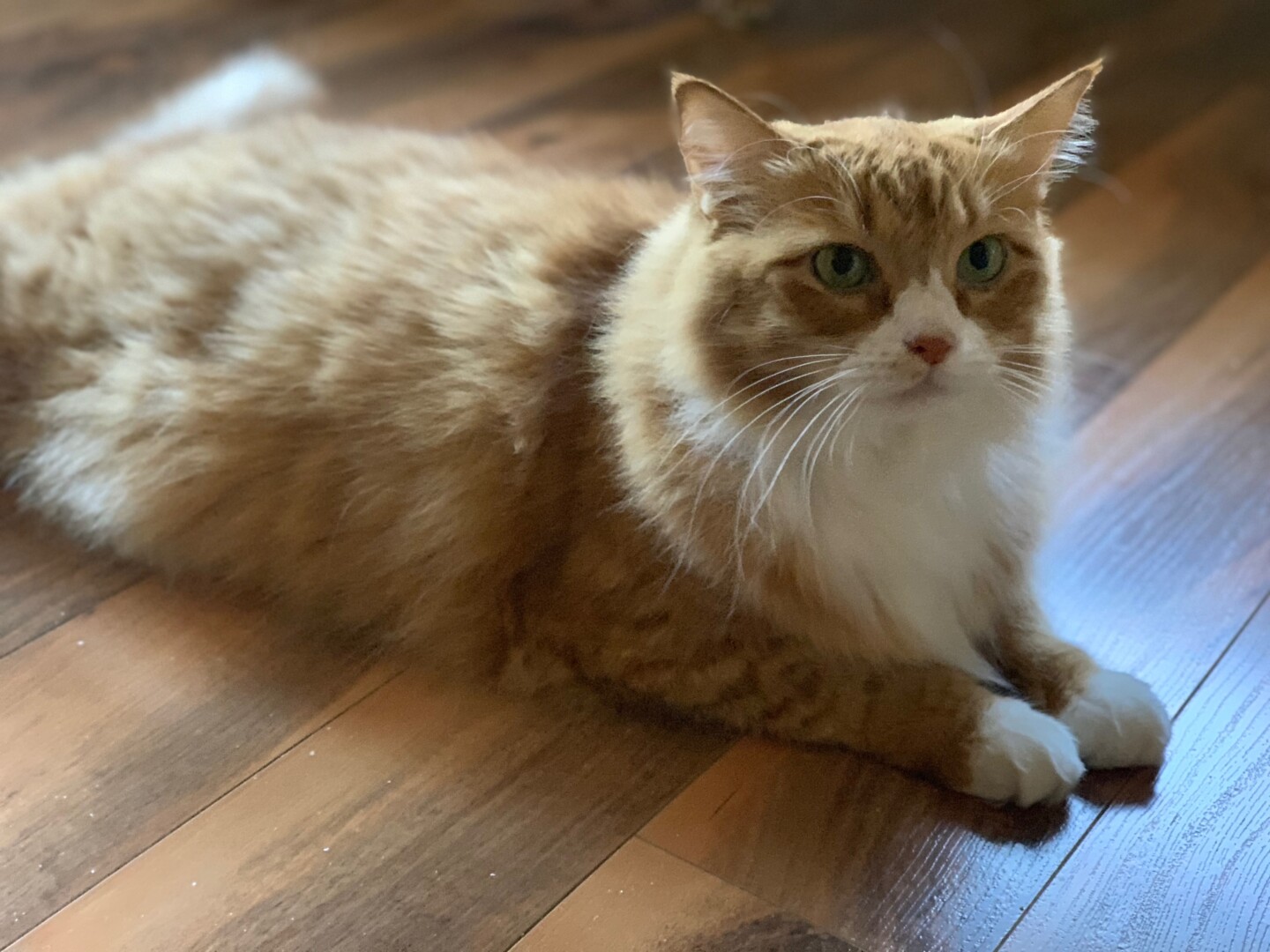 Lost Cat (Spokane, Washington) Riley