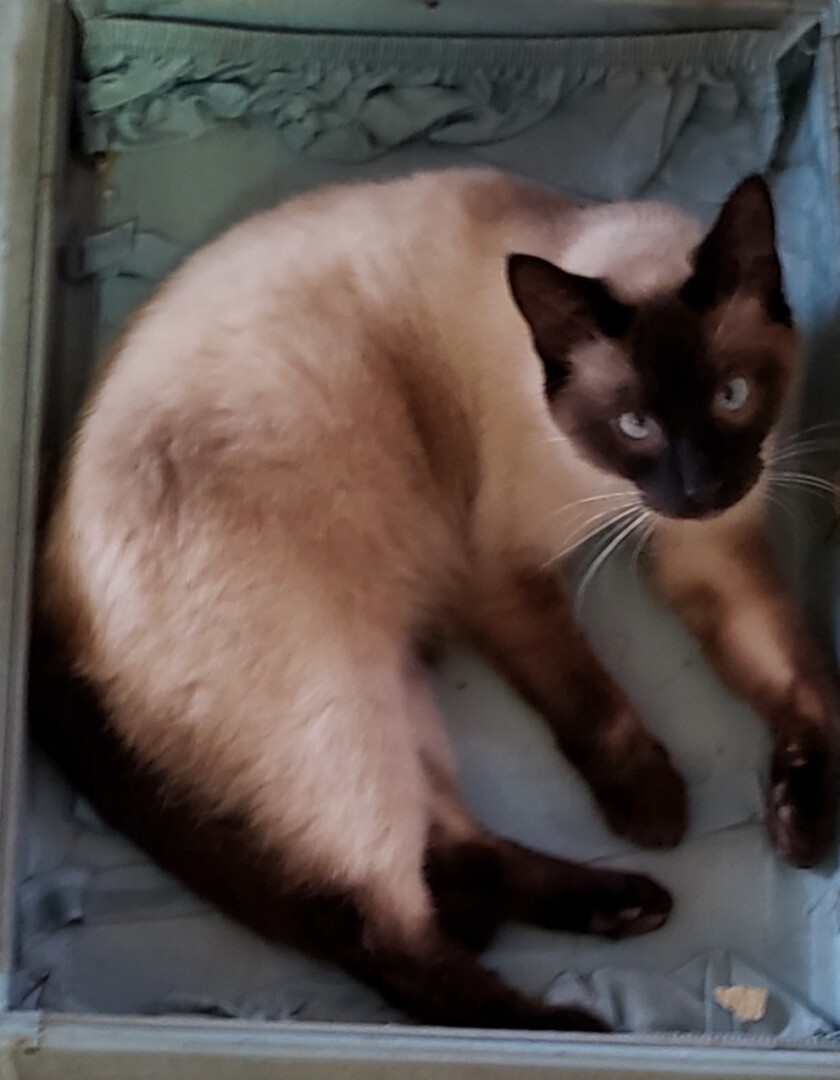 Lost Cat (Myrtle Creek, Oregon) Dizzy