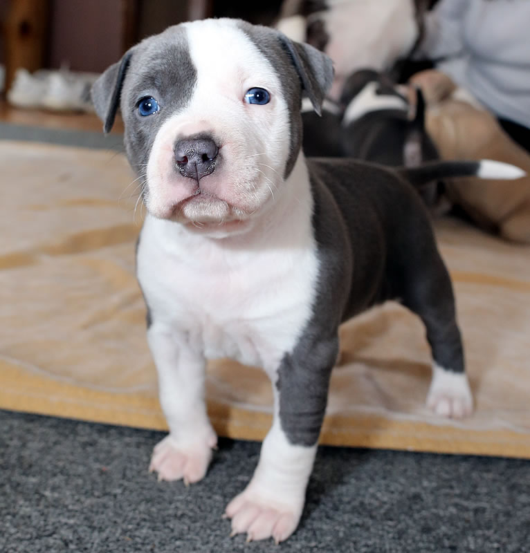 Lost Dog (Bakersfield, California) Pitbull Pup For Sale