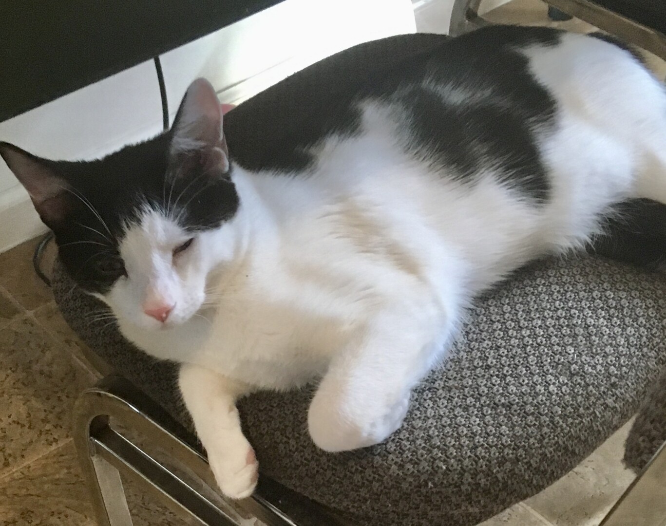 Lost Cat (Marmet, West Virginia) Reed