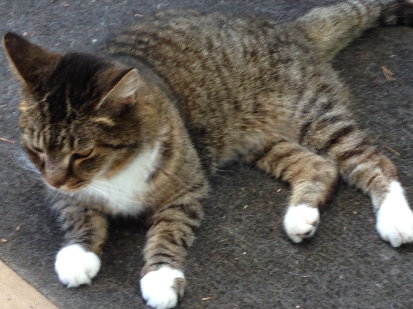 Lost Cat (Eugene, Oregon) Trina