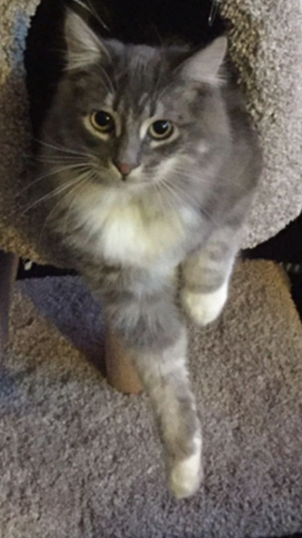 Lost Cat (Spokane, Washington) Todd
