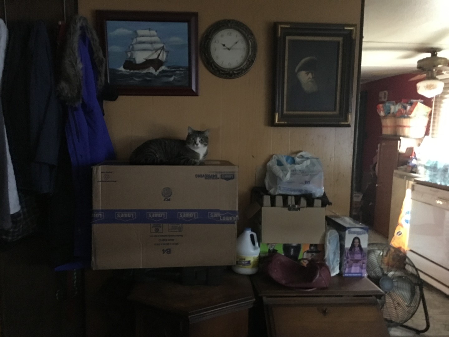 Lost Cat (North Lawrence, South Dakota) Saueak