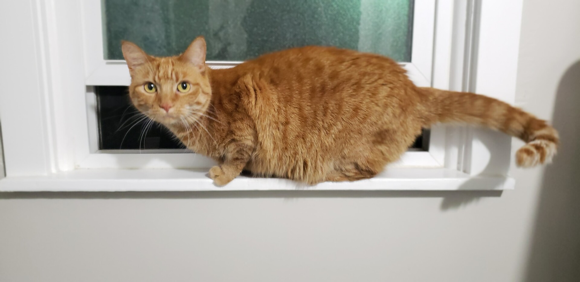 Lost Cat (Spokane, Washington) Vixie