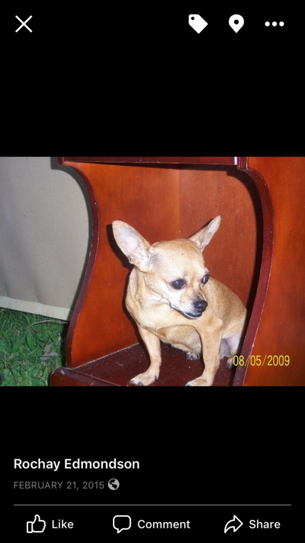 Lost Dog (Zebulon, North Carolina) Shannon