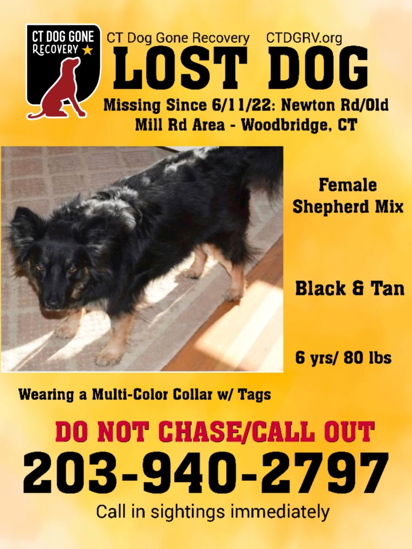 Lost Dog (Woodbridge, Connecticut) Zoey