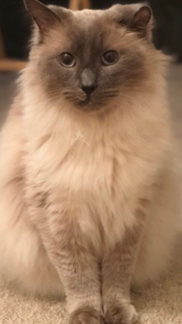 Lost Cat (Eugene, Oregon) Prija