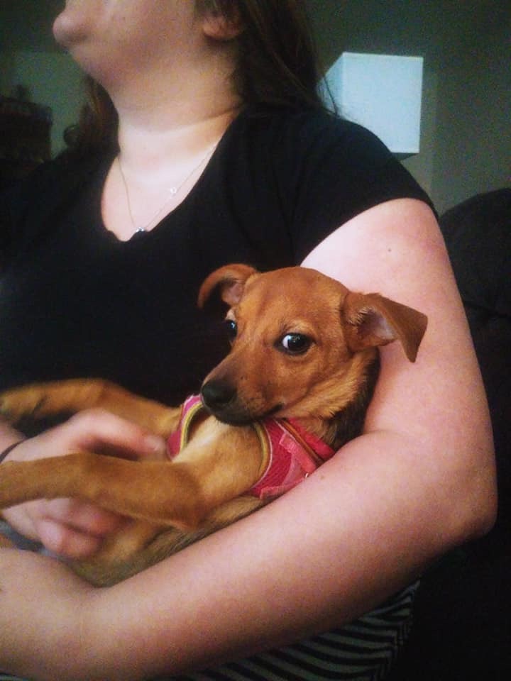 Lost Dog (Fort Lauderdale, Florida) Chloe