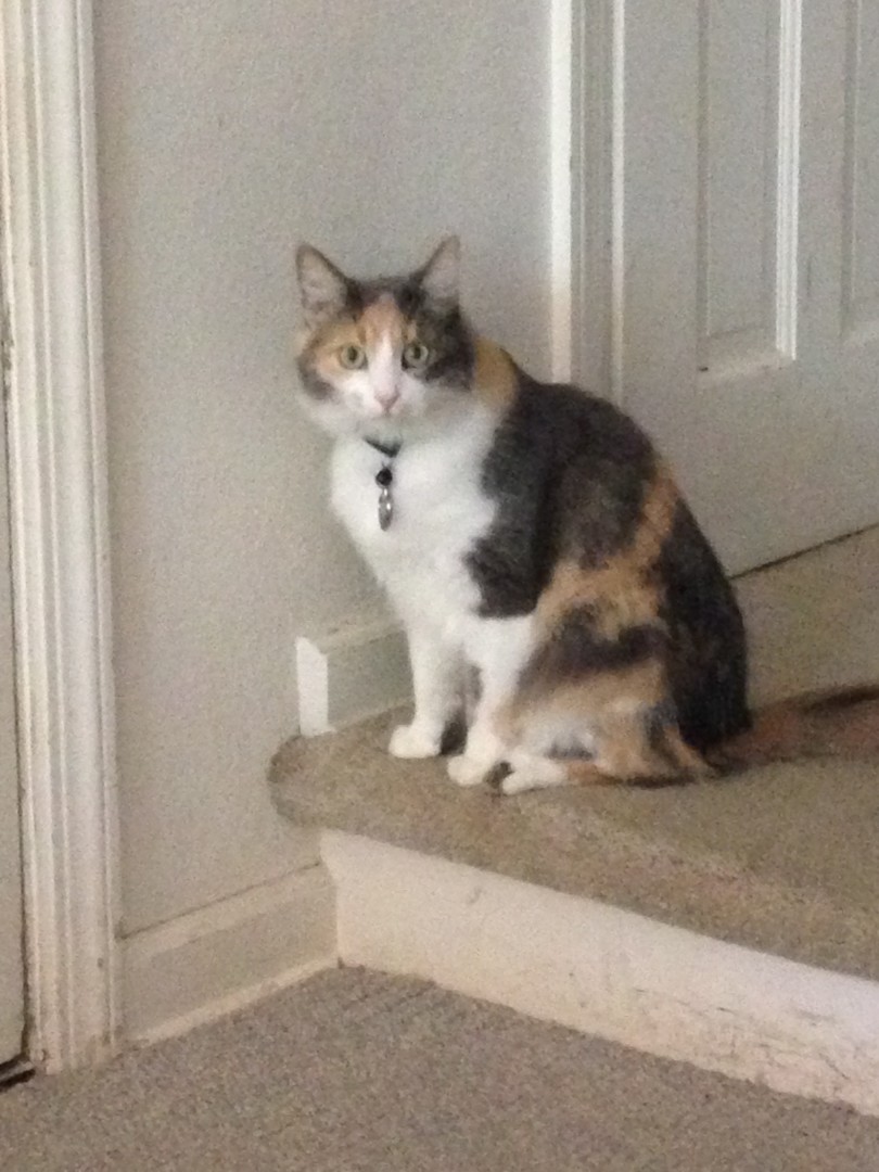 Lost Cat (Mishawaka, Indiana) Kisa