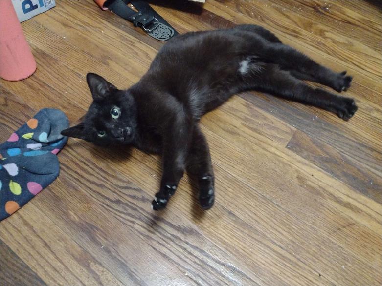 Lost Cat (Carbondale, Illinois) Plum