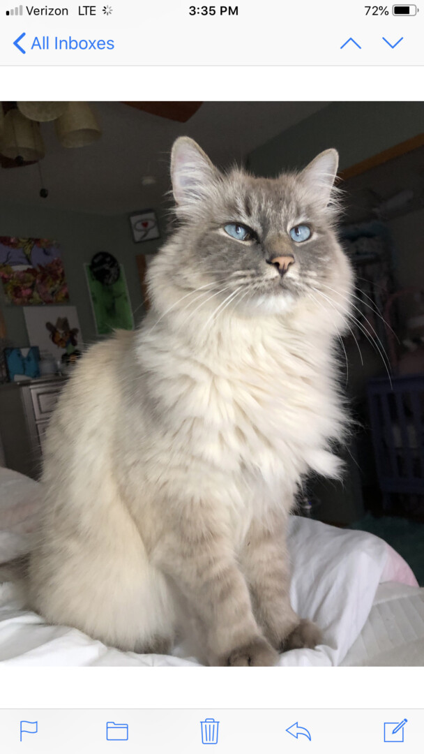 Lost Cat Spokane Valley Washington Augustus