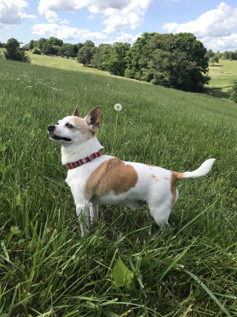 Lost Dog (Flowery Branch, Coffee