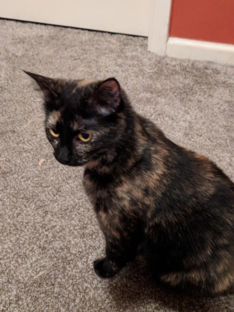 Lost Cat (Moncks Corner, South Carolina) Reese