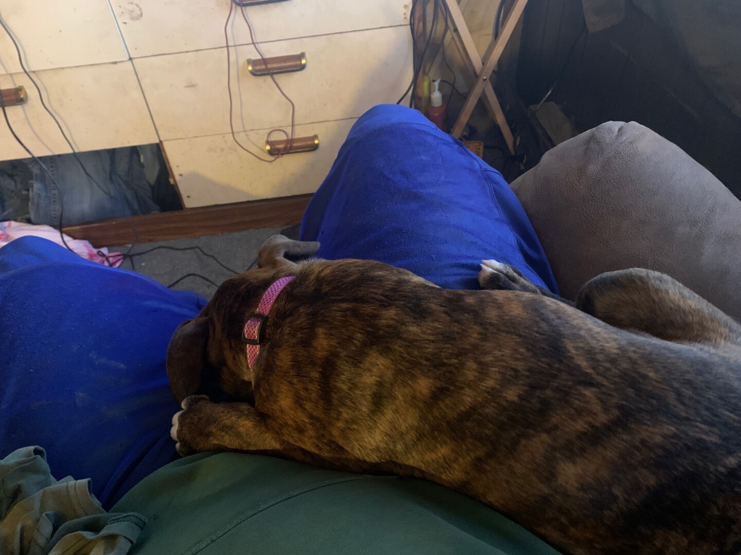 Lost Dog (Vandergrift, Pennsylvania) Zila