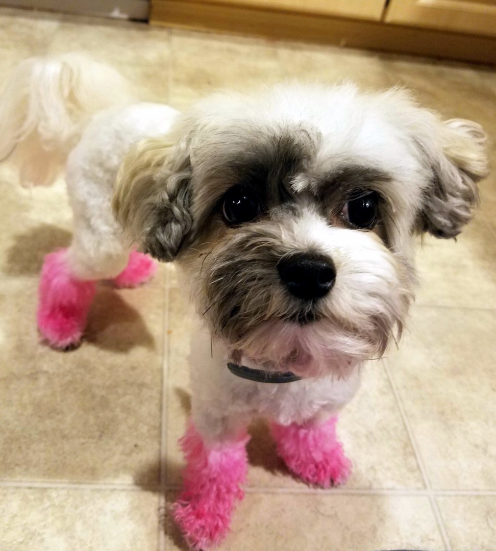 Lost Dog (Kalama, Washington) Josie