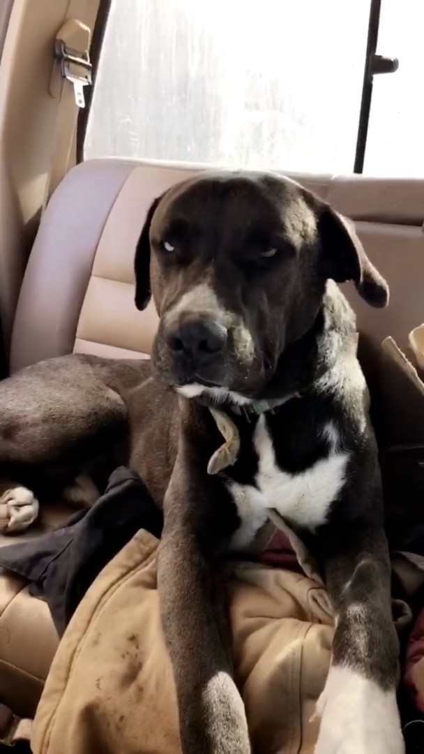 Lost Dog (Chowchilla, California) Mouse