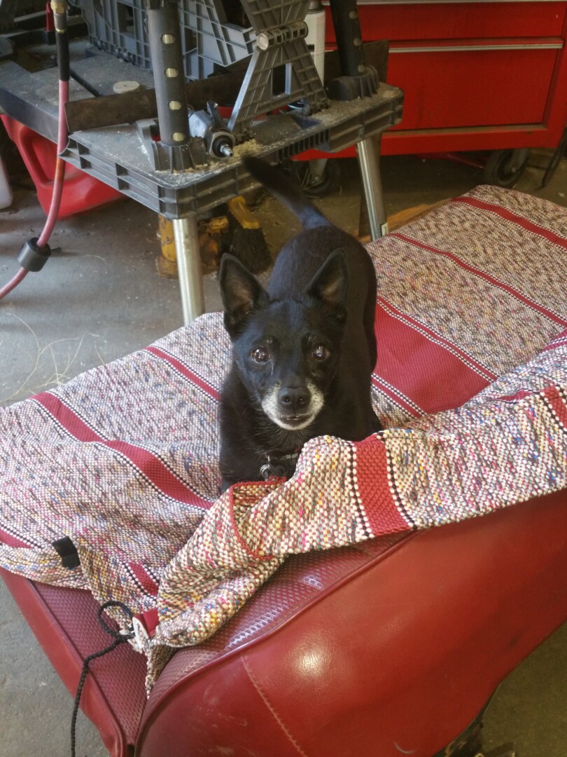 Lost Dog (Yreka, California) Knuckles