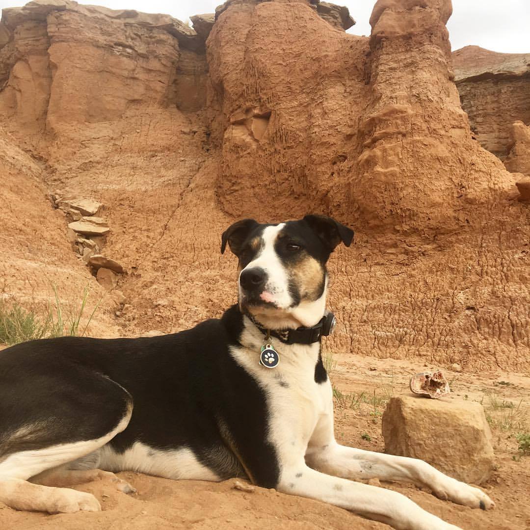 Lost Dog (Salt Lake City, Utah) Indy