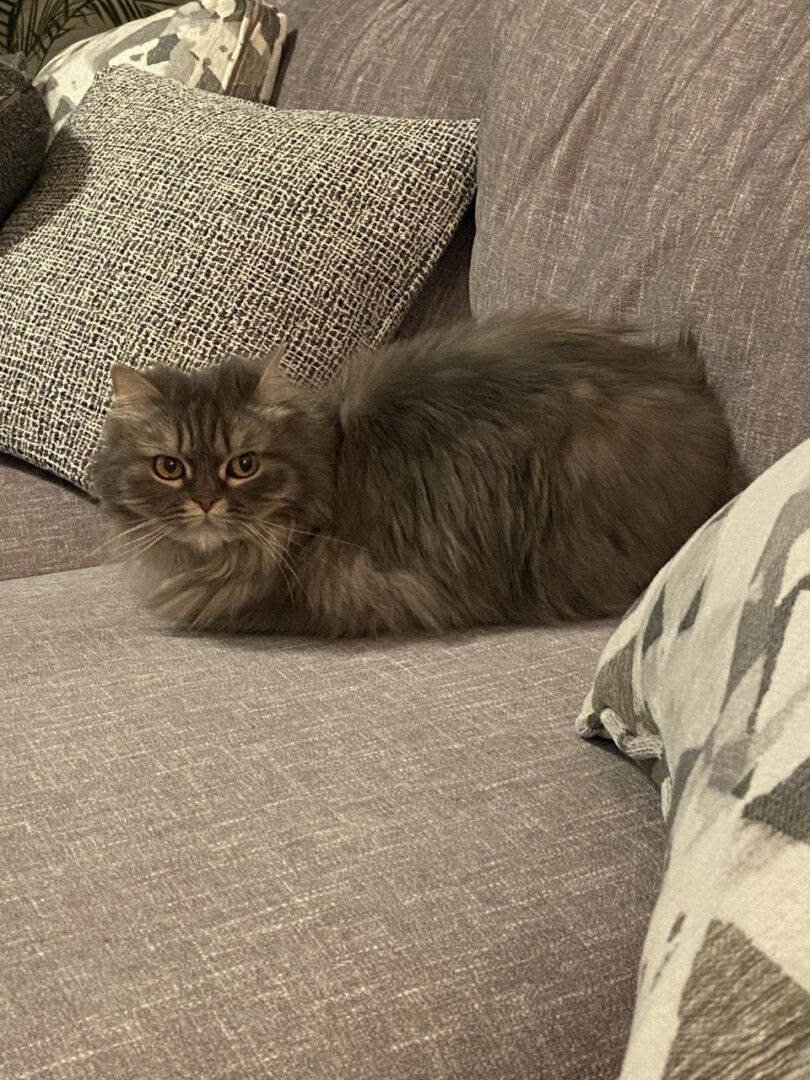 Lost Cat (Raleigh, North Carolina) Sophia