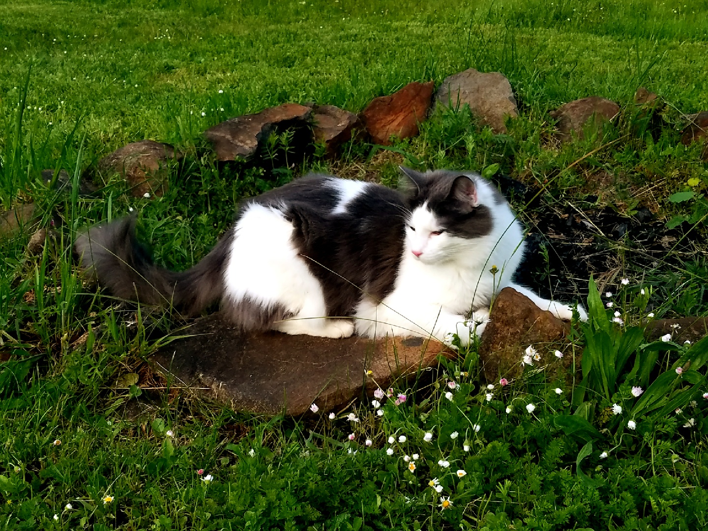 Lost Cat (Eugene, Oregon) Leo