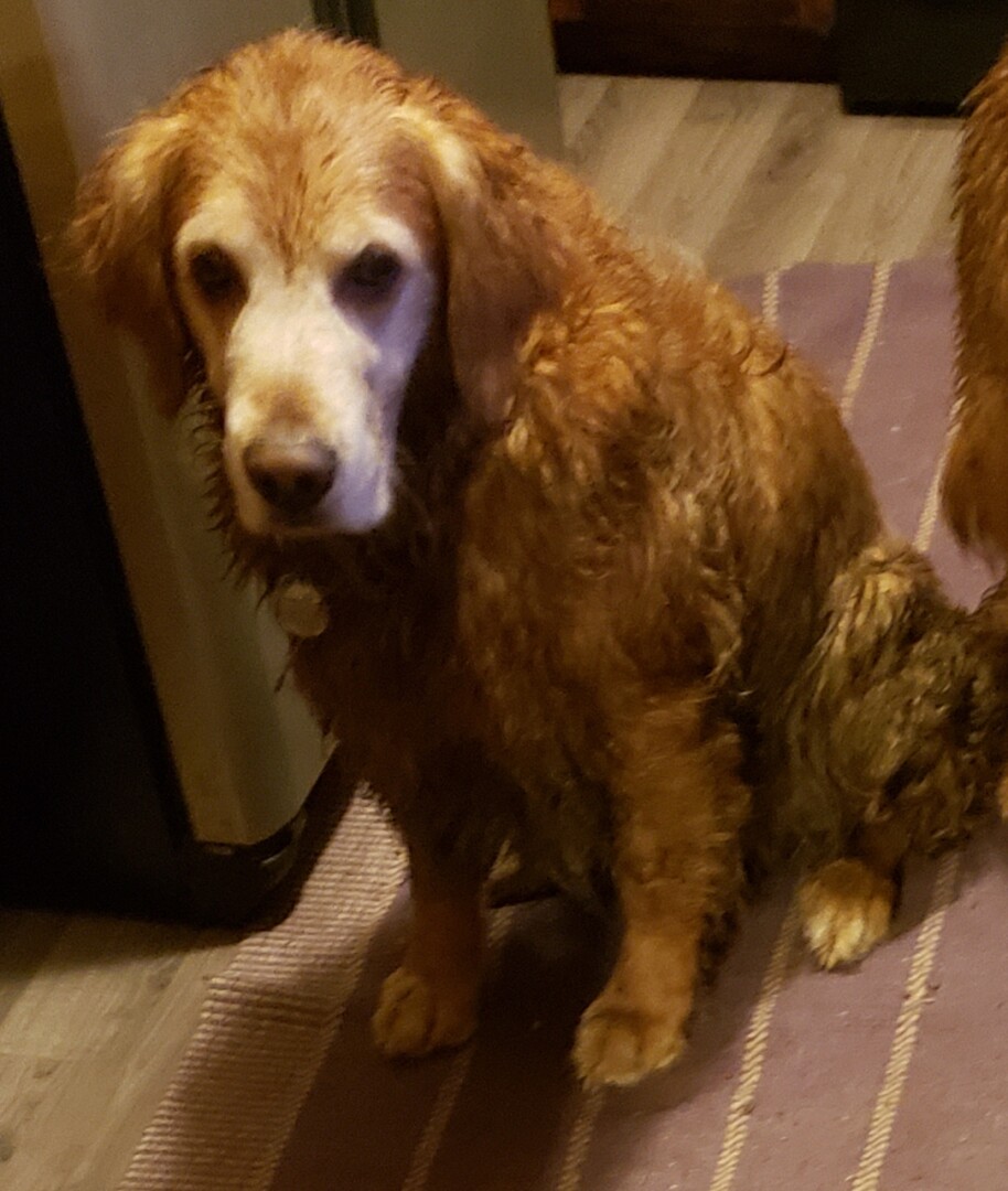 Lost Dog (Isanti, Minnesota) Dekx