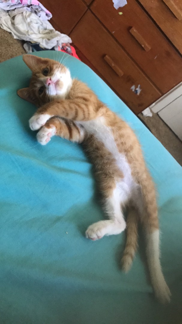 Lost Cat (Spokane, Washington) Oliver