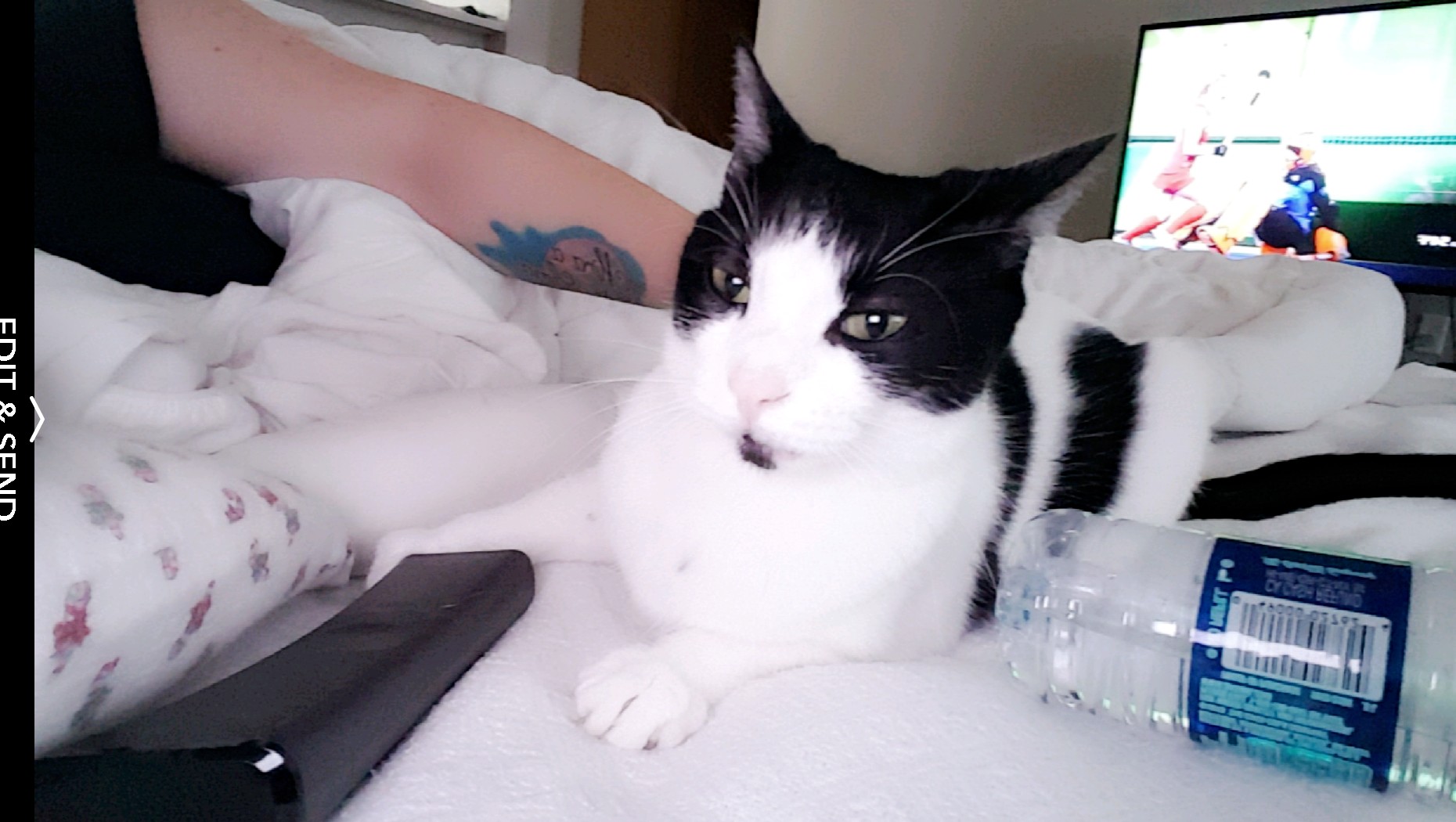 Lost Cat (Eugene, Oregon) Lois