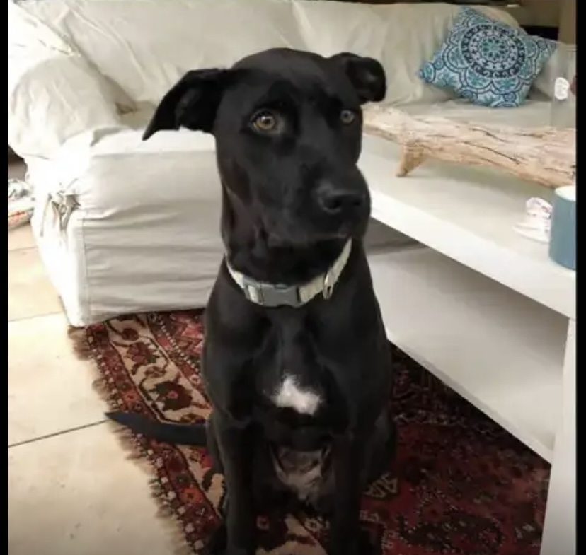 Lost Dog (Fort Lauderdale, Florida) Phoebe