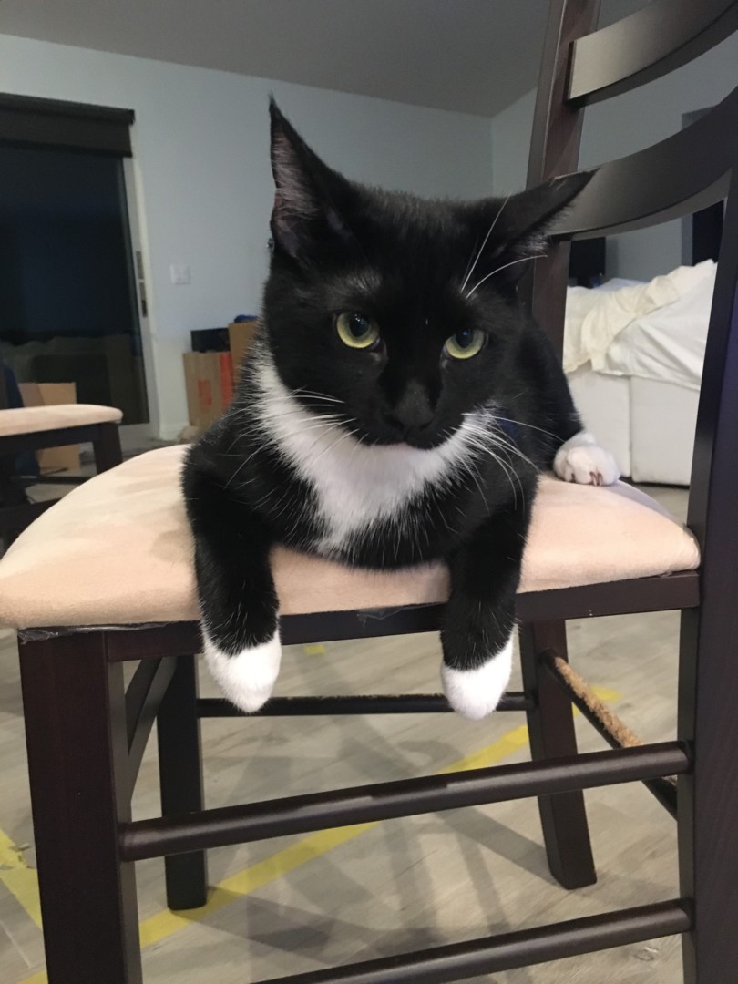 Lost Cat (San Diego, California) Marbles