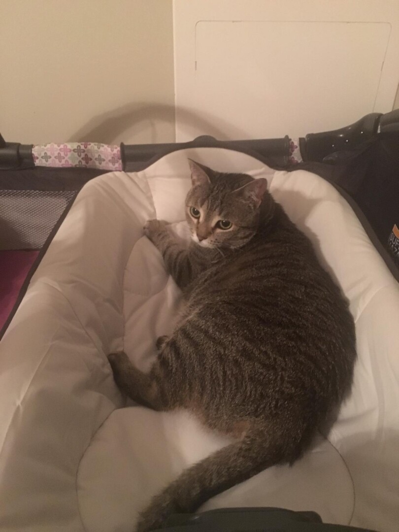 Lost Cat (Bowling Green, Kentucky) Olive