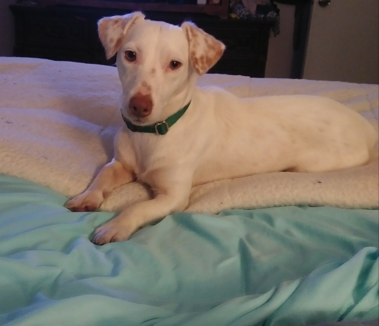 Lost Dog (Jacksonville, Florida) Alfie