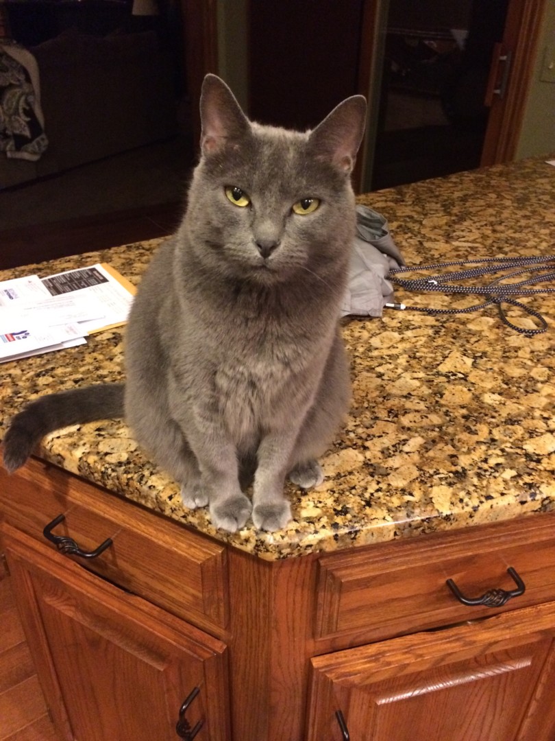 Lost Cat (North Canton, Ohio) Chloe